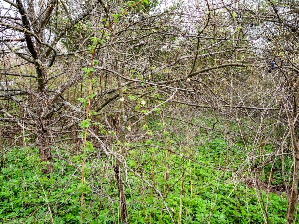 Underbrush Clearing in Olathe
