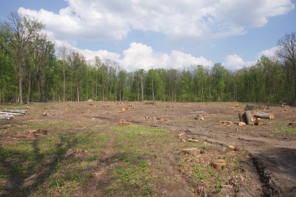 Pasture Clearing in Olathe