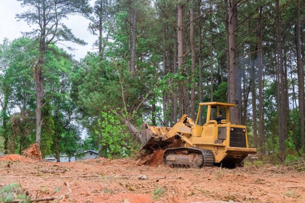 Forest Thinning in Olathe